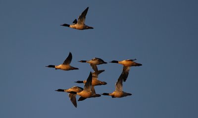 Goosander