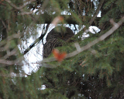 Ural Owl