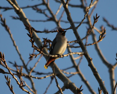 Waxwing