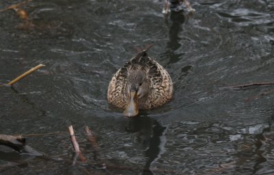 Shoveler