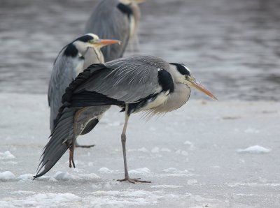 Grey Heron