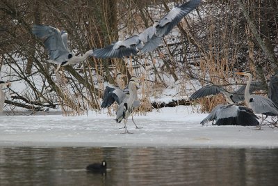 Grey Heron