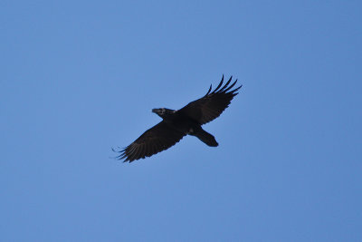 IMG_3285.jpg