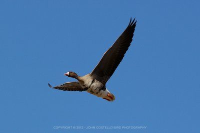 whitefronted_goose