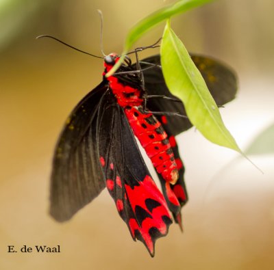 Scarlet Mormon