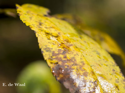 Autum on its way