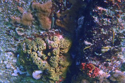 CoralWall0503w.jpg