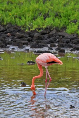 Flamingo5291w.jpg
