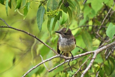 GalapagosFlycatcher5304w.jpg