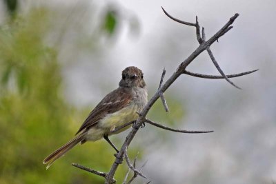 GalapagosFlycatcher5305w.jpg