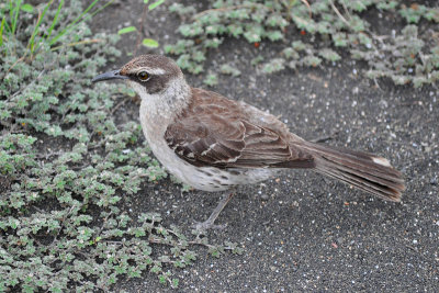 GalapagosMockingbird5436w.jpg