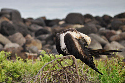 Preening5230w.jpg