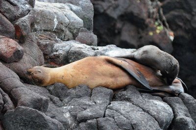 SeaLions5340w.jpg