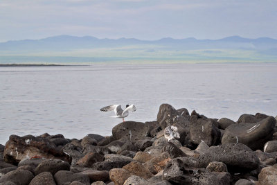 SwallowTailedGulls5217w.jpg