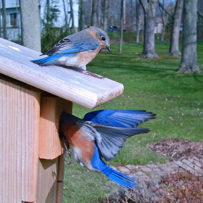 Bluebird Nesting Box