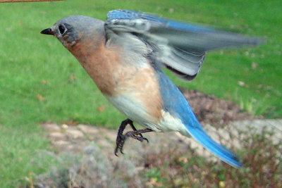 Nest-Building Flight Path