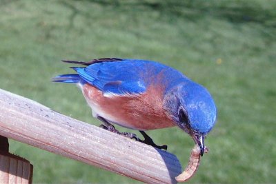 Bluebird Nesting Box