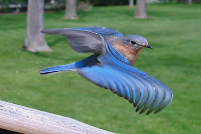 Bluebird Ghosts