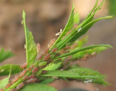 Aphids5959w.jpg