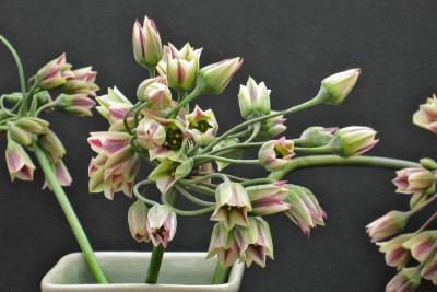 Allium6332w.jpg