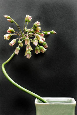 Allium6335w.jpg