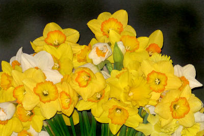 Daffodils5302cropw.jpg