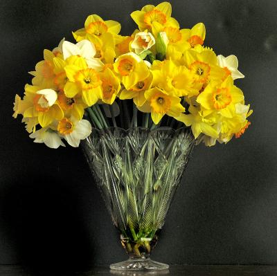 Daffodils5308w.jpg