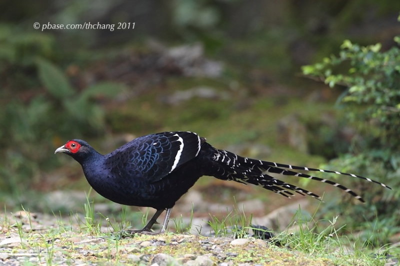 Mikado Pheasant (Syrmaticus mikado)