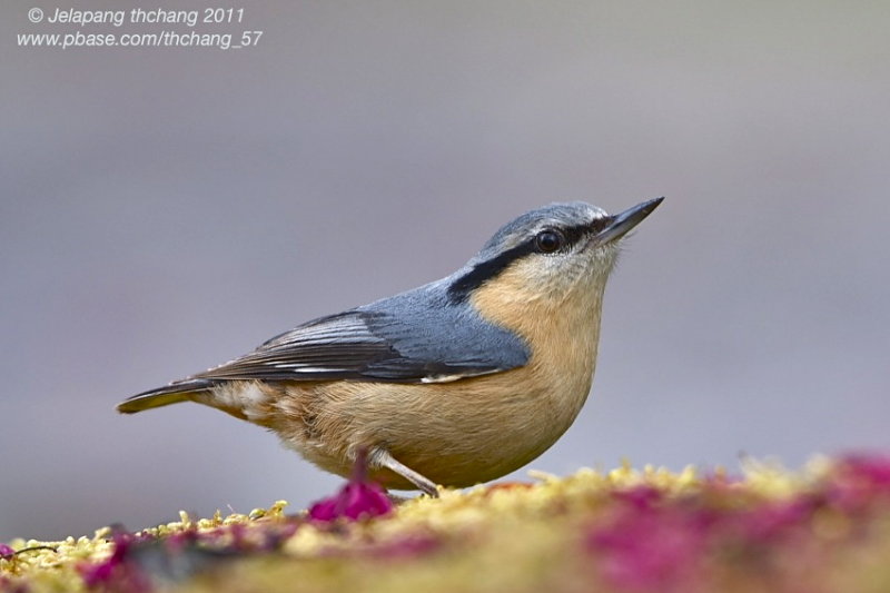 Eurasian Nuthatch (Sitta europaea)