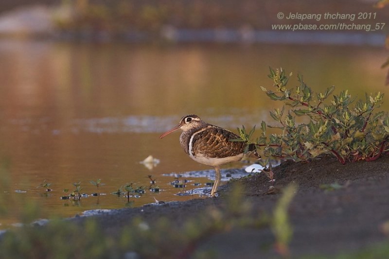 Greater Painted-snipe  (Rostratula benghualensis)