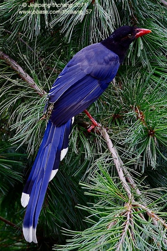 Formosan Blue Magpie (Urocissa Caerulea Gould)