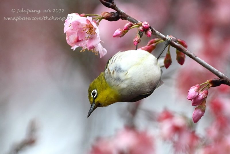 Lowland White-eye (Zosterops meyeni)