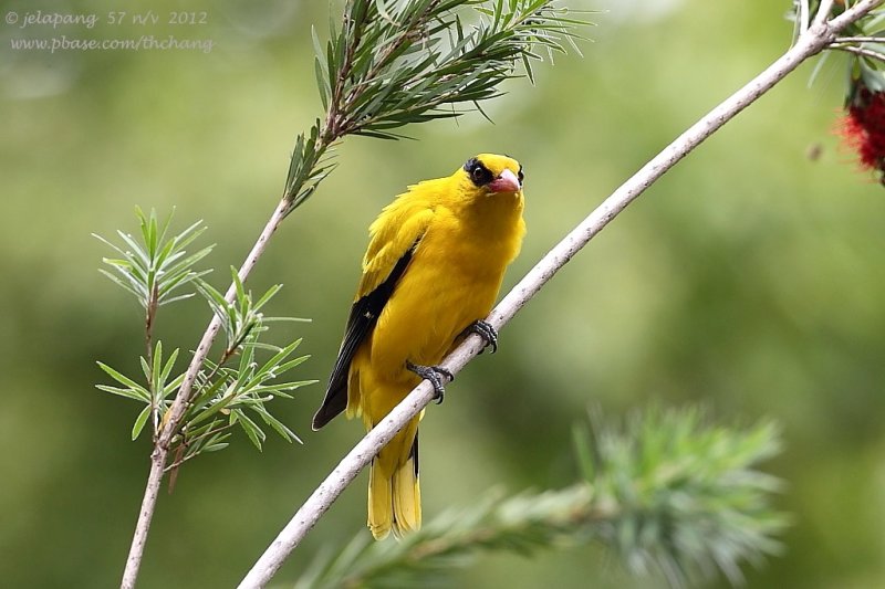 Black-naped Oriole (Oriolus chinensis)