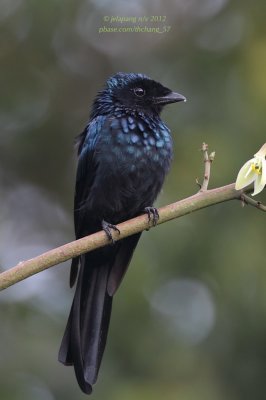 Bronzed Drongo (Dicrurus aeneus)