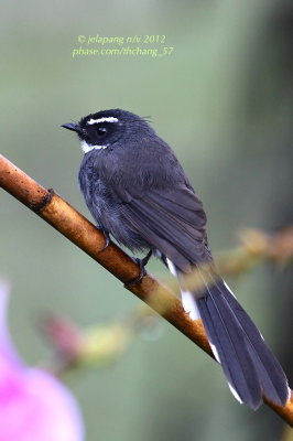 Birds of Malaysia