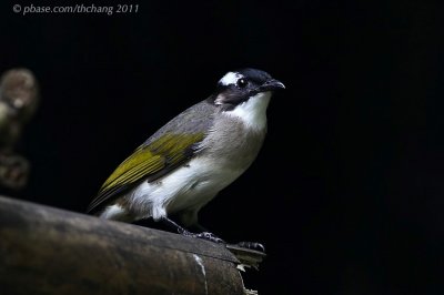 Light-vented Bulbul (Pycnonotus sinenis) 