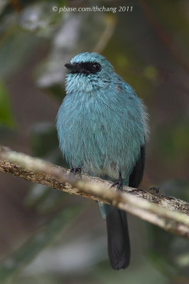 Verditer Flycatcher (Eumyias thalassina)