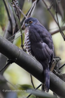 Bersa (Accipiter virgatus)