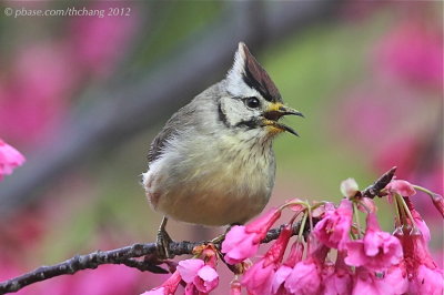 Taiwan Yuhina (Yuhina brunneiceps)