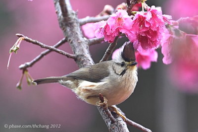 Taiwan Yuhina (Yuhina brunneiceps)