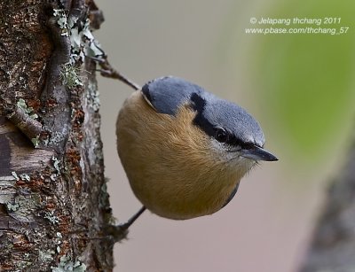 Eurasian Nuthatch (Sitta europaea)