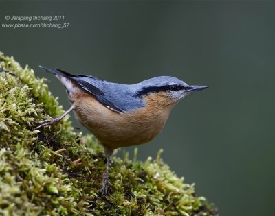 Eurasian Nuthatch (Sitta europaea)