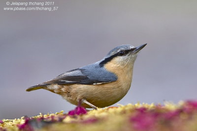 Eurasian Nuthatch (Sitta europaea)