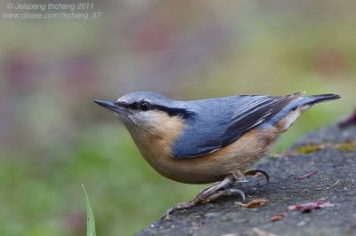 Eurasian Nuthatch (Sitta europaea)