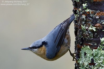 Eurasian Nuthatch (Sitta europaea)