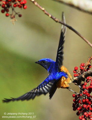 Vivid Niltava (Niltava vivida)