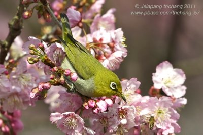 Lowland White-eye (Zosterops meyeni)