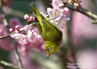 Lowland White-eye (Zosterops meyeni)