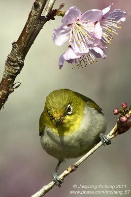 Lowland White-eye (Zosterops meyeni)