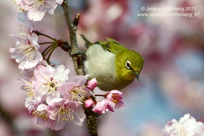 Lowland White-eye (Zosterops meyeni)